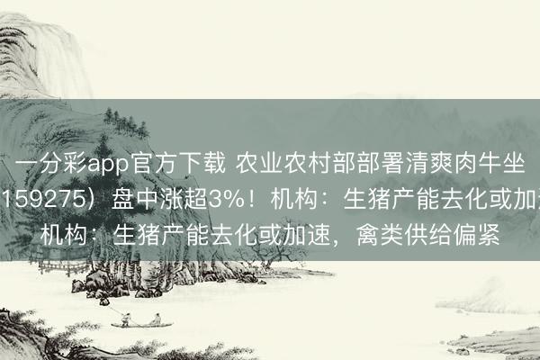 一分彩app官方下载 农业农村部部署清爽肉牛坐蓐!农牧渔ETF(159275)盘中涨超3%!机构:生猪产能去化或加速,禽类供给偏紧