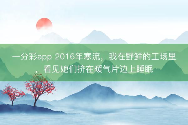一分彩app 2016年寒流，我在野鲜的工场里，看见她们挤在暖气片边上睡眠